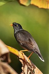 Jungle Myna